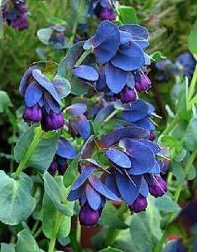 10 Blue Shrimp Plant Seeds - Seed World