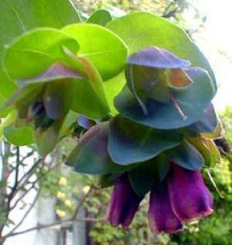 10 Blue Shrimp Plant Seeds - Seed World
