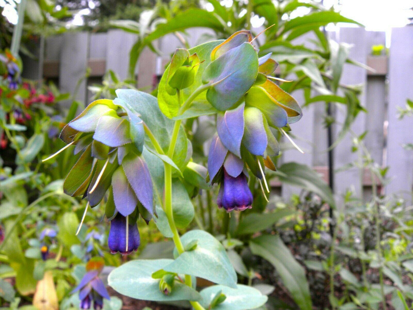 10 Blue Shrimp Plant Seeds - Seed World