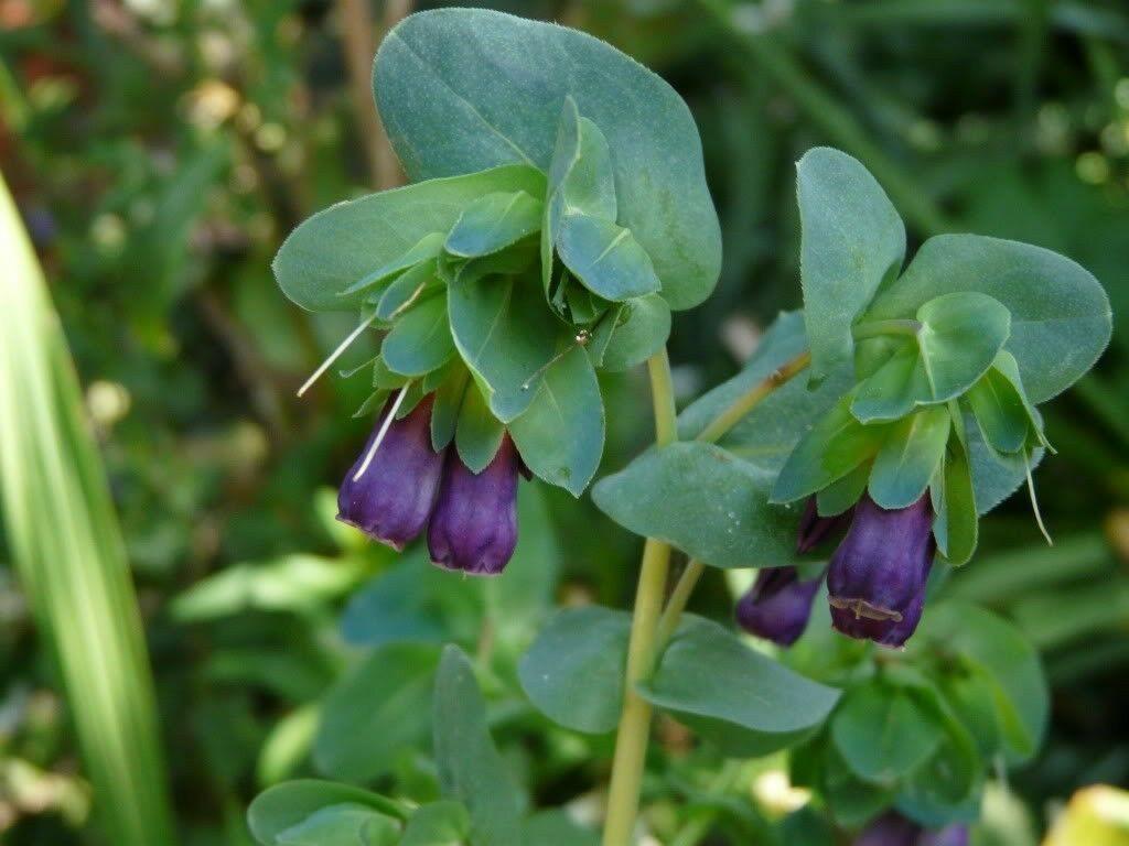 10 Blue Shrimp Plant Seeds - Seed World