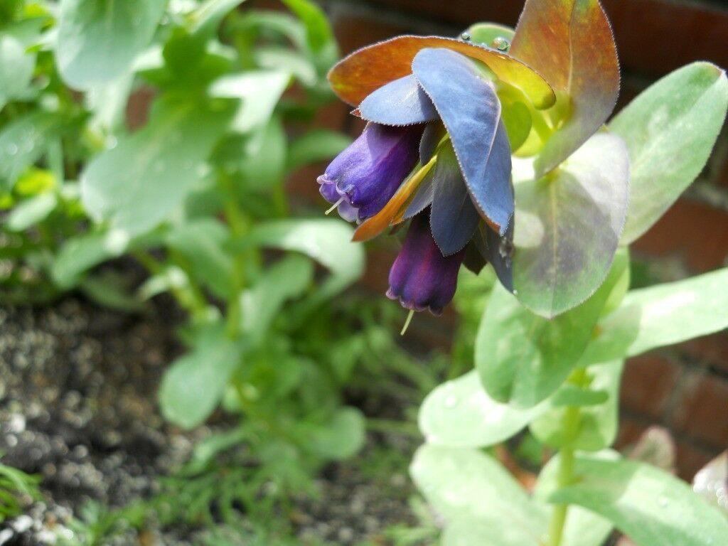 10 Blue Shrimp Plant Seeds - Seed World