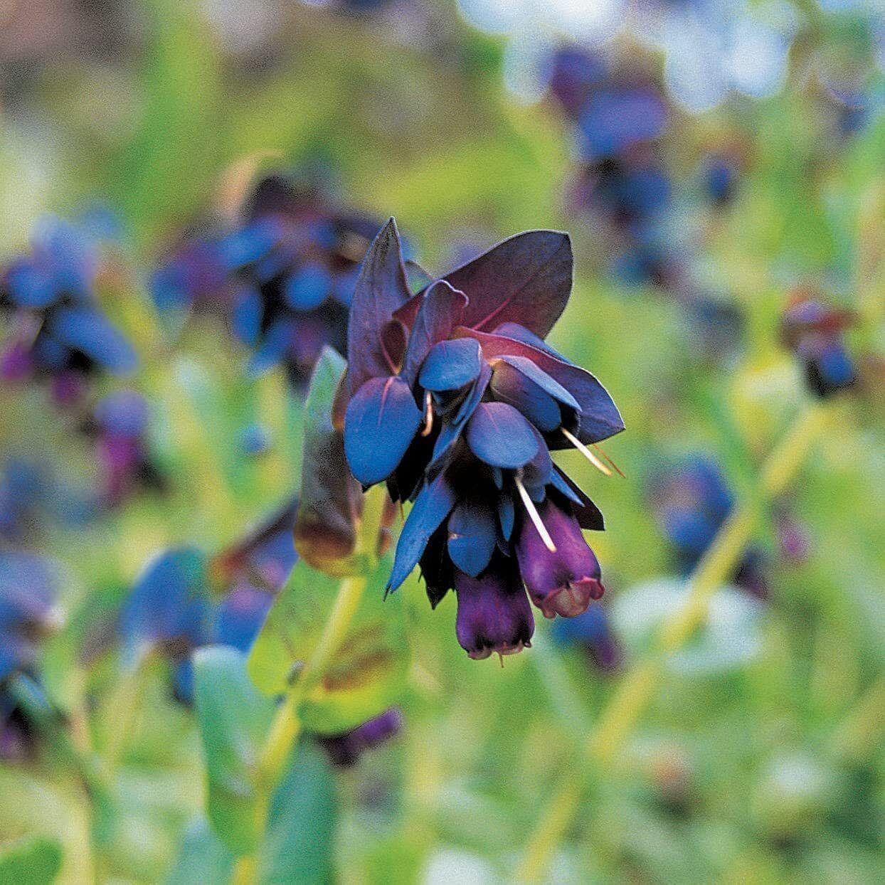 10 Blue Shrimp Plant Seeds - Seed World