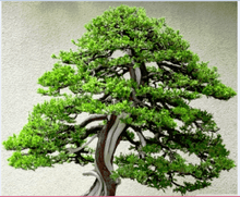 10 Bonsai Juniper Tree Seeds - Seed World