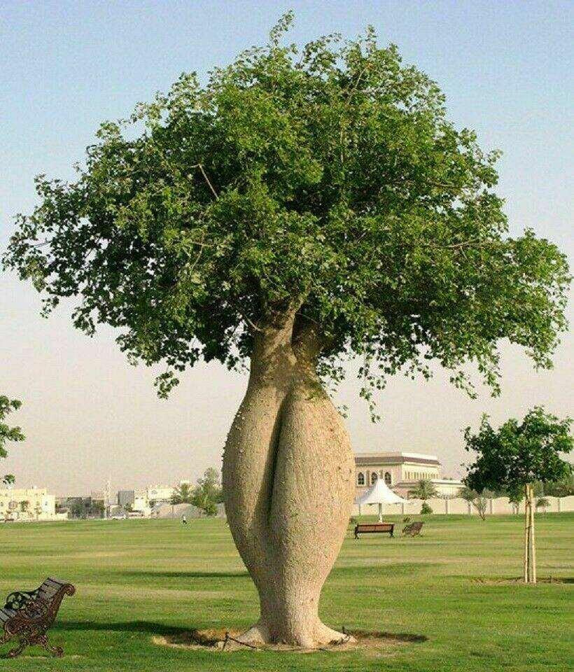 10 Bottle Tree Seeds | Ceiba Speciosa Seeds - Seed World