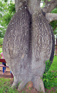 10 Bottle Tree Seeds | Ceiba Speciosa Seeds - Seed World