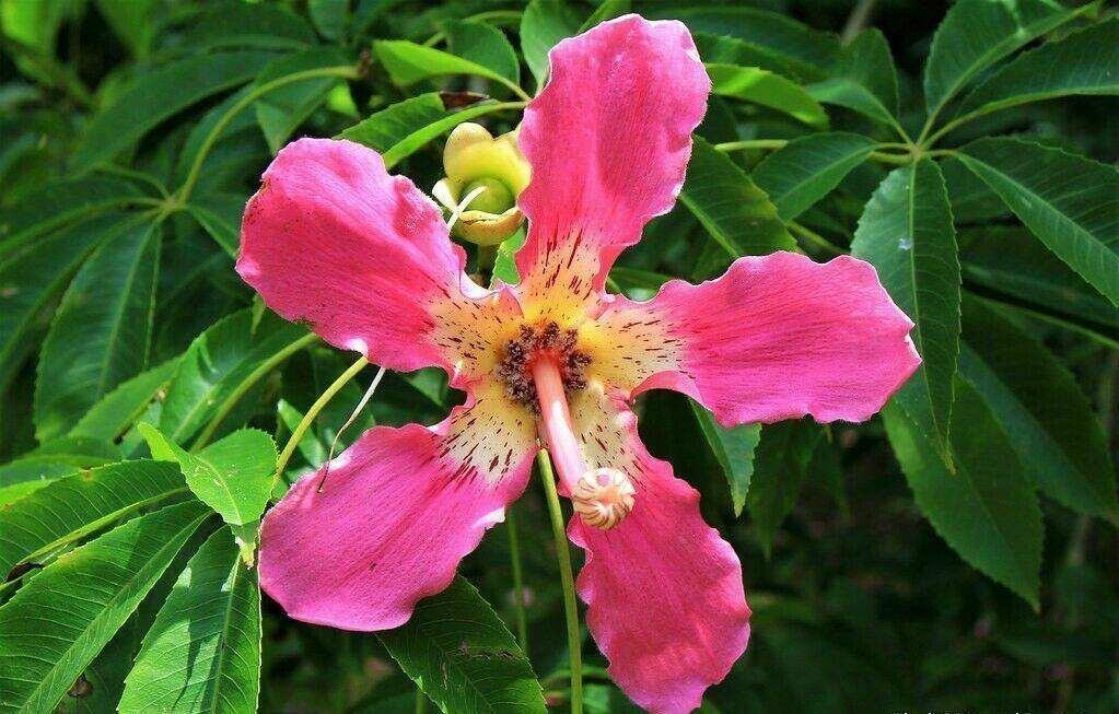 10 Bottle Tree Seeds | Ceiba Speciosa Seeds - Seed World