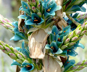 10 Bromeliad Sapphire Tower | Bromeliad Peacock Flower Seeds - Seed World