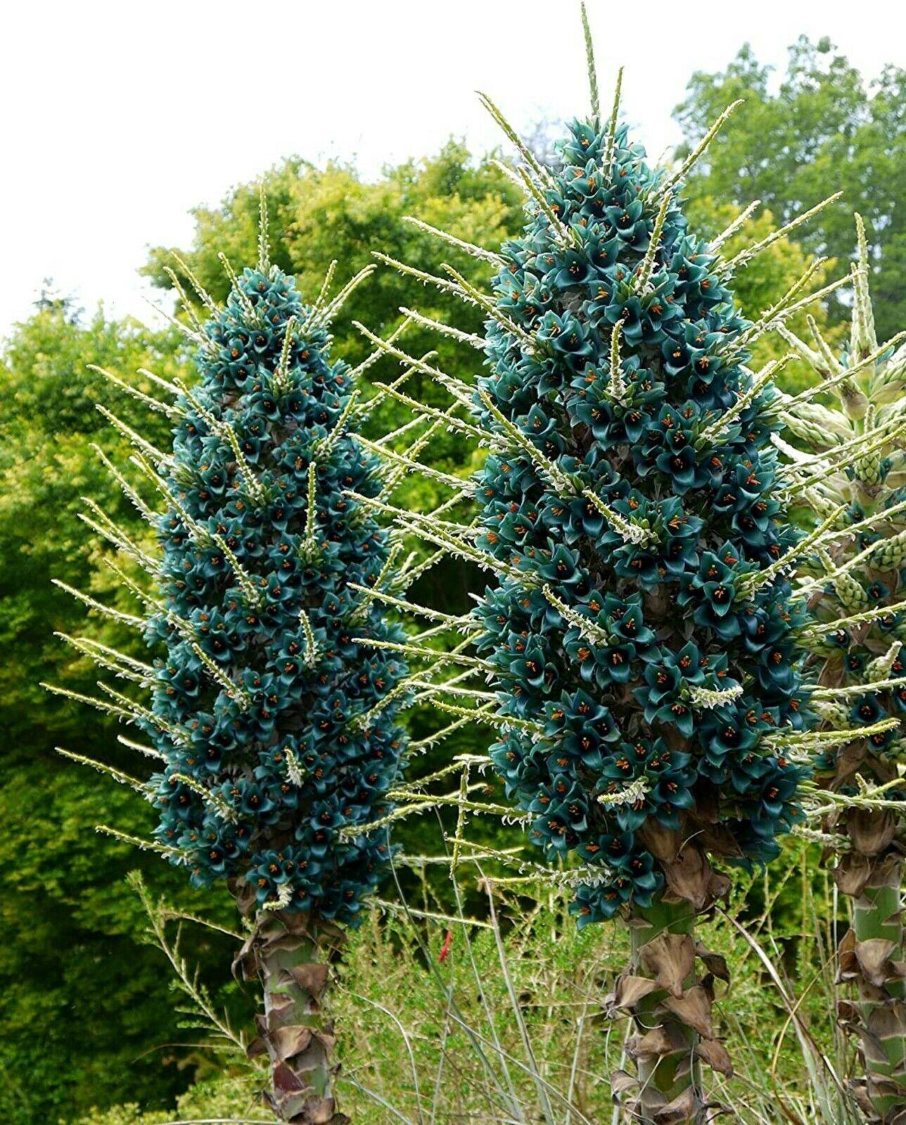 10 Bromeliad Sapphire Tower | Bromeliad Peacock Flower Seeds - Seed World