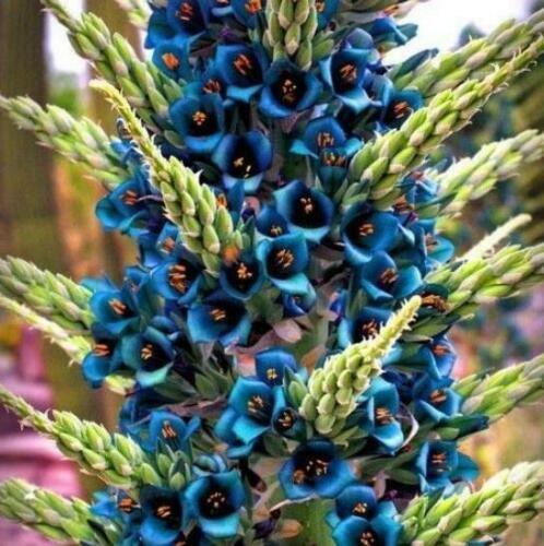 10 Bromeliad Sapphire Tower | Bromeliad Peacock Flower Seeds - Seed World