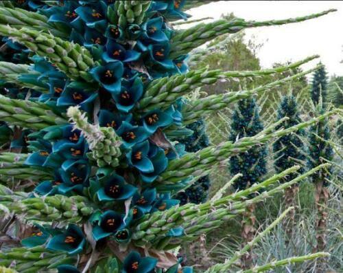 10 Bromeliad Sapphire Tower | Bromeliad Peacock Flower Seeds - Seed World