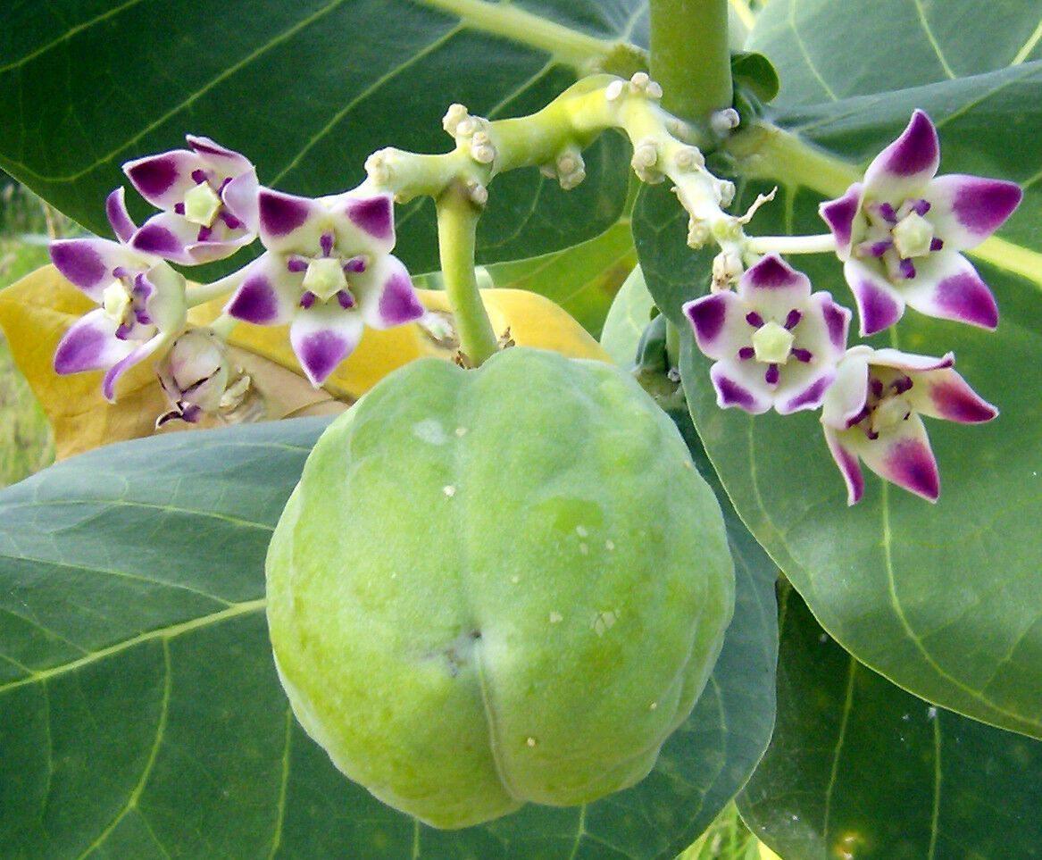 10 Calotropis Gigantea - Giant Milkweed Seeds - Seed World