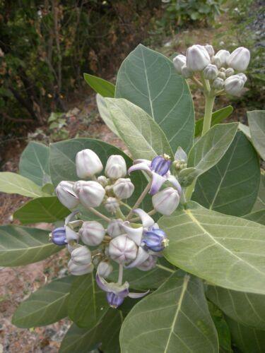 10 Calotropis Gigantea - Giant Milkweed Seeds - Seed World