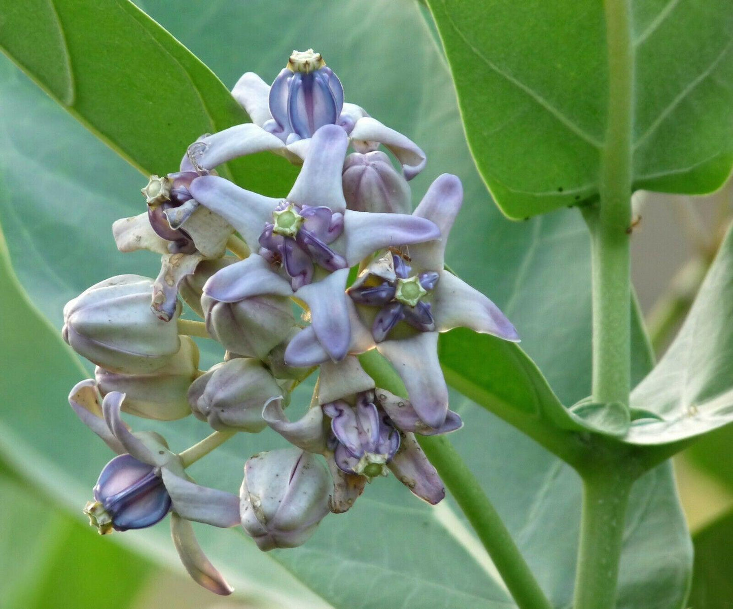 10 Calotropis Gigantea - Giant Milkweed Seeds - Seed World