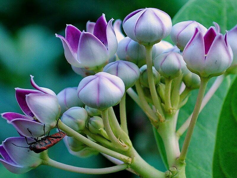 10 Calotropis Gigantea - Giant Milkweed Seeds - Seed World