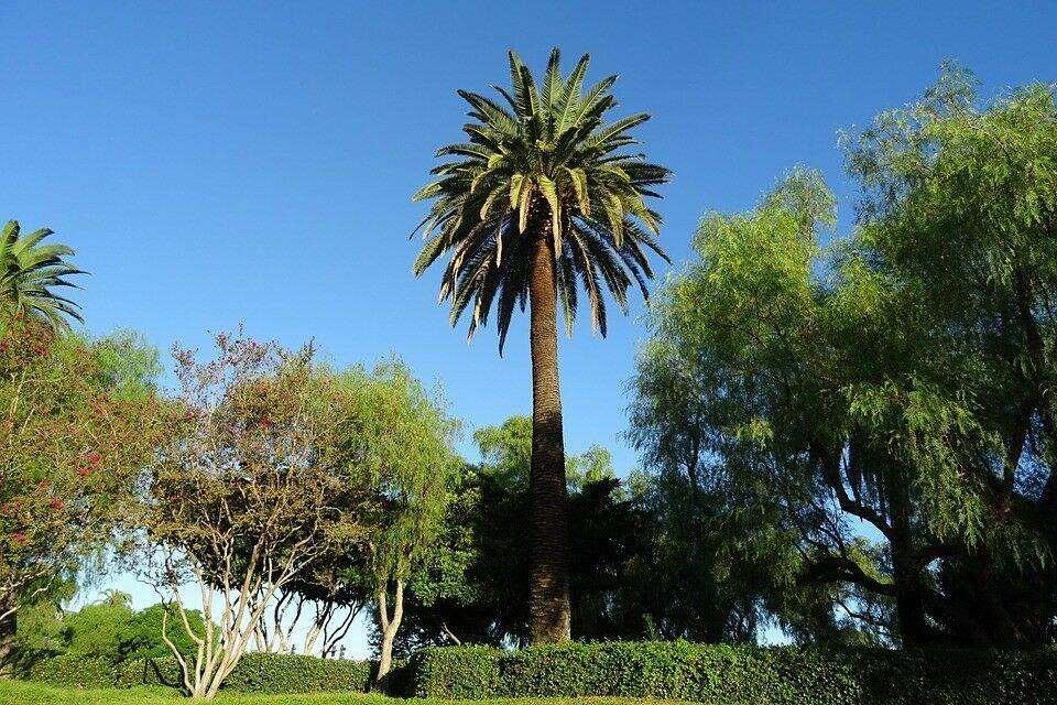10 Canary Island Date Palm Seeds - Seed World