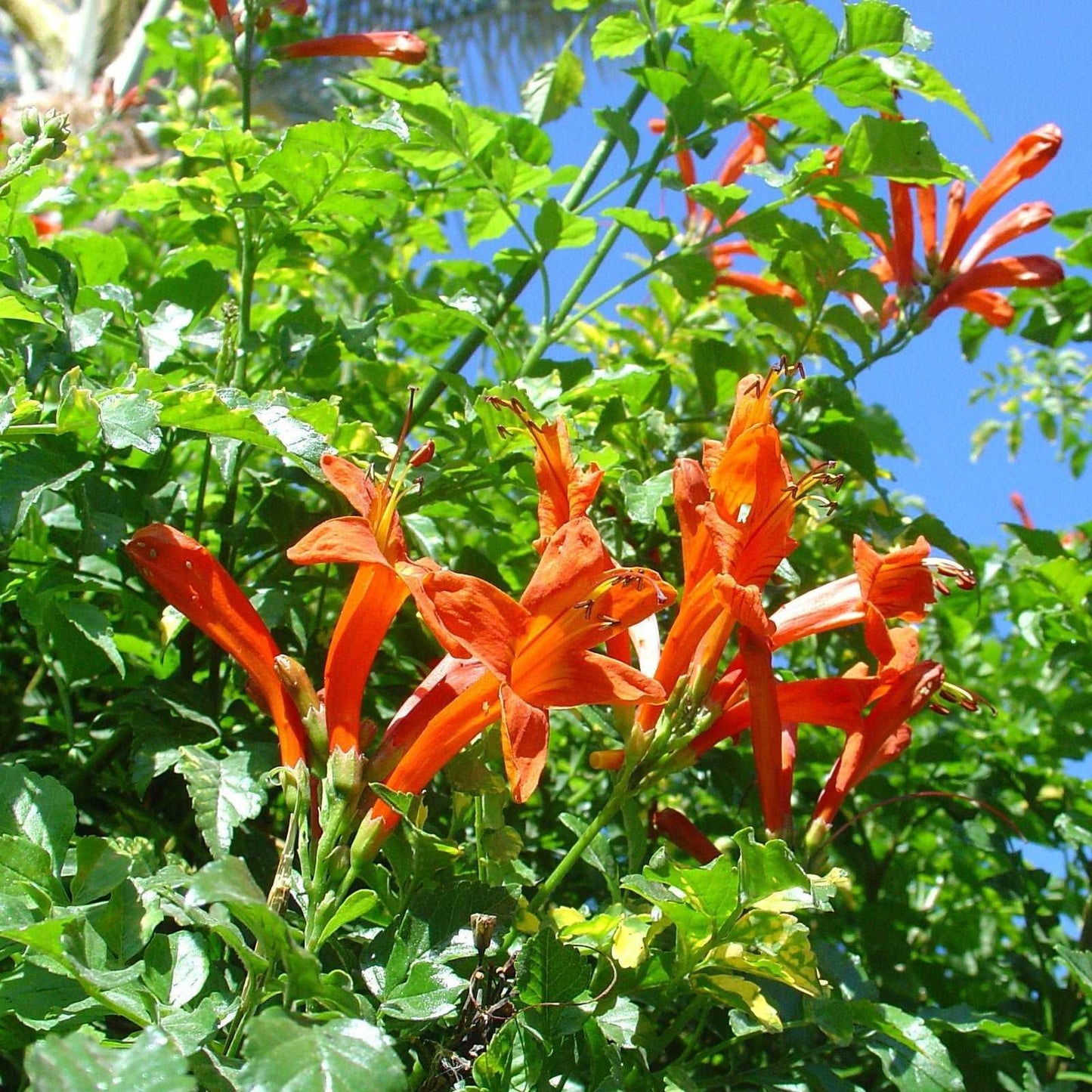 10 Cape Honeysuckle - Tecoma Capensis Seeds - Seed World