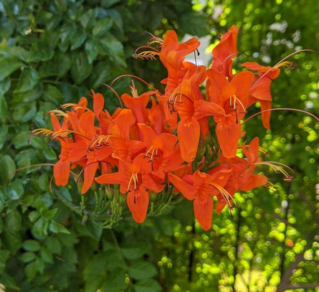 10 Cape Honeysuckle - Tecoma Capensis Seeds - Seed World