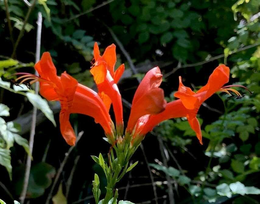 10 Cape Honeysuckle - Tecoma Capensis Seeds - Seed World