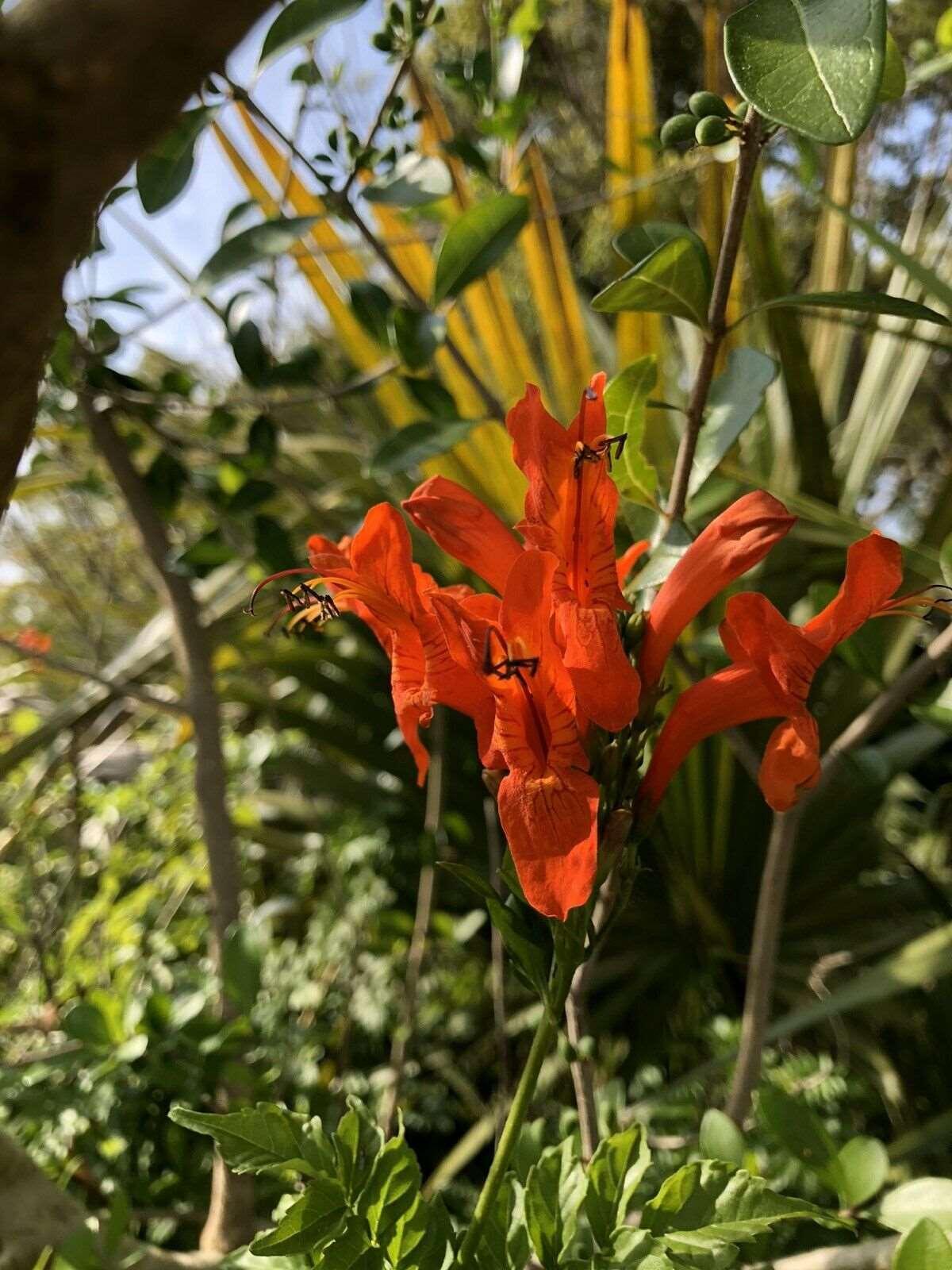 10 Cape Honeysuckle - Tecoma Capensis Seeds - Seed World