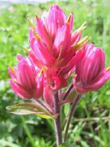 10 Castilleja rhexifolia Rosy Paintbrush Seeds - Seed World