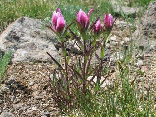 10 Castilleja rhexifolia Rosy Paintbrush Seeds - Seed World