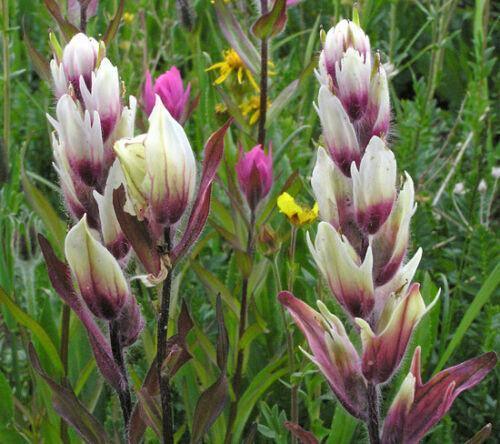 10 Castilleja rhexifolia Rosy Paintbrush Seeds - Seed World