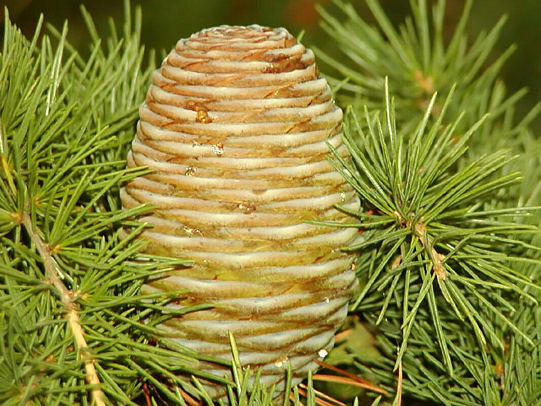 10 Cedrus Deodara Seeds - Himalayan Cedar - Seed World