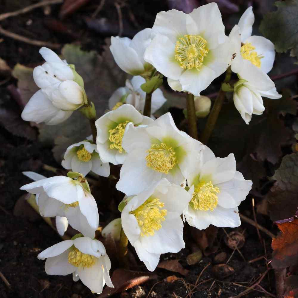 10 Christmas Rose Seeds - Seed World