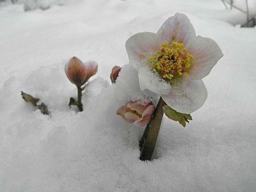 10 Christmas Rose Seeds - Seed World