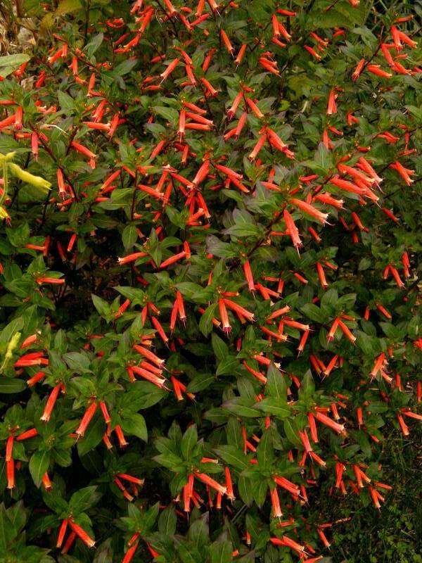 10 Cigar Plant Seeds - Seed World