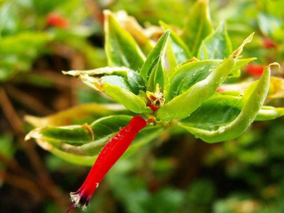 10 Cigar Plant Seeds - Seed World