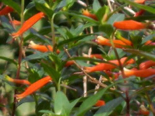 10 Cigar Plant Seeds - Seed World