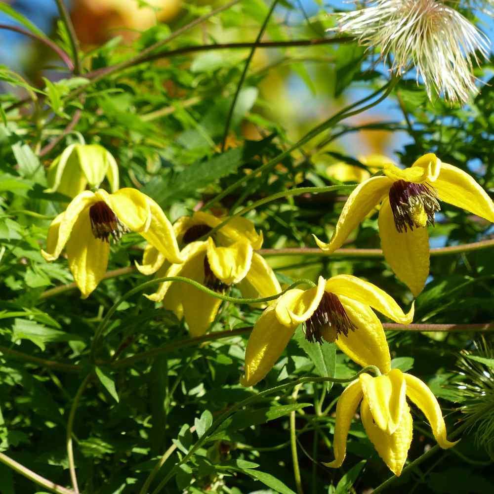 10 Clematis (Clematis Tangutica) Seeds - Seed World