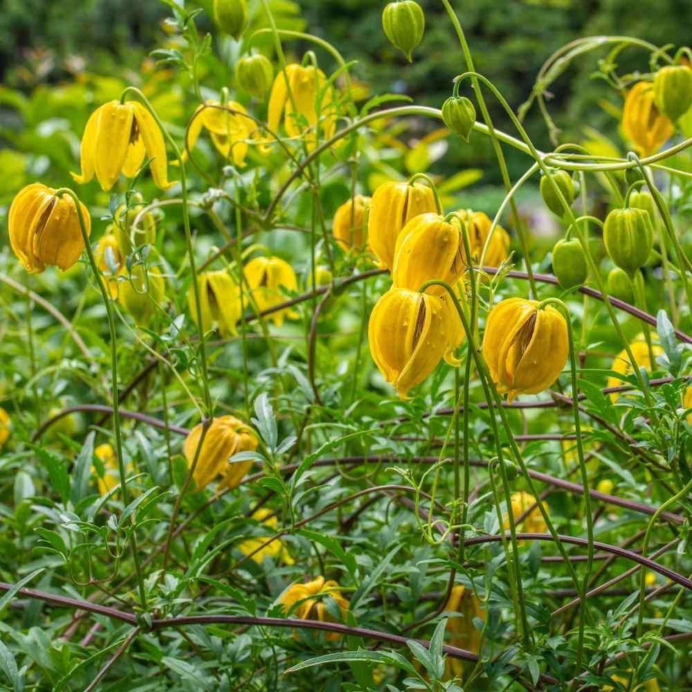 10 Clematis (Clematis Tangutica) Seeds - Seed World