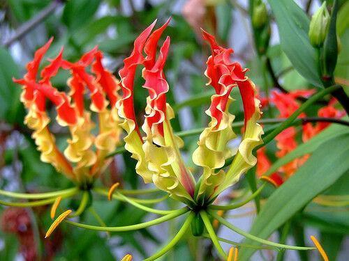 10 Climbing Flame Lily Seeds - Seed World