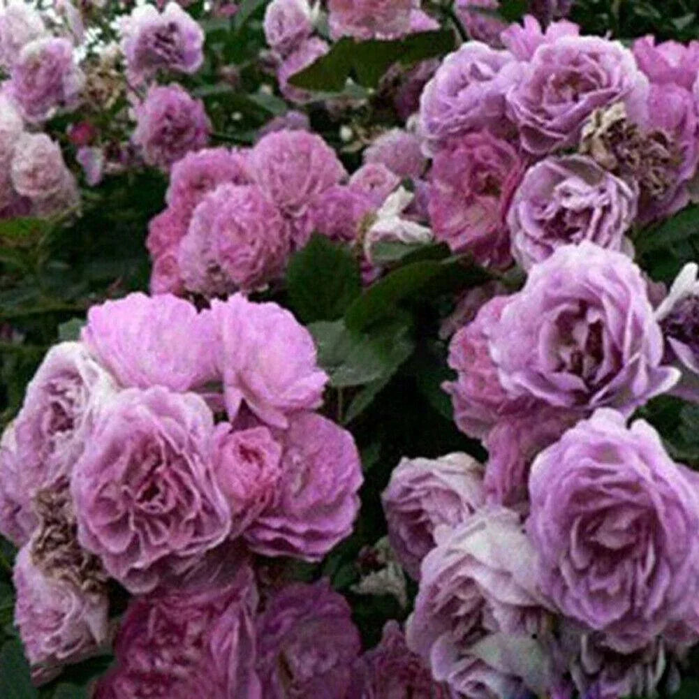 10 Climbing Rose Seeds - Seed World