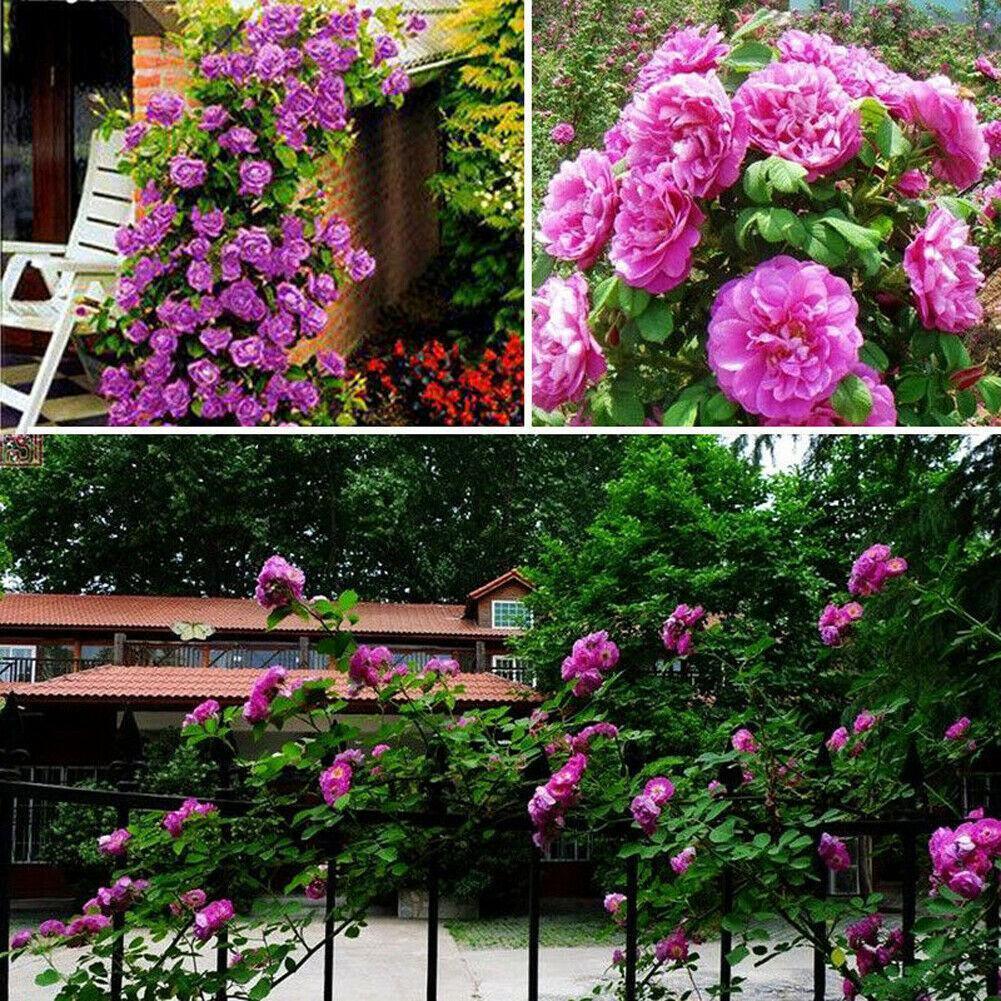 10 Climbing Rose Seeds | Rosa Multiflora Perennial - Seed World
