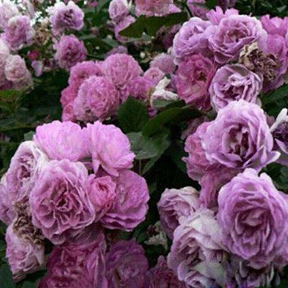 10 Climbing Rose Seeds | Rosa Multiflora Perennial - Seed World