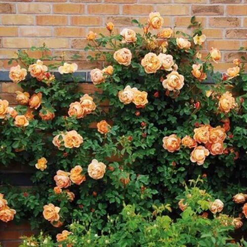 10 Climbing Rose Seeds | Rosa Multiflora Perennial - Seed World