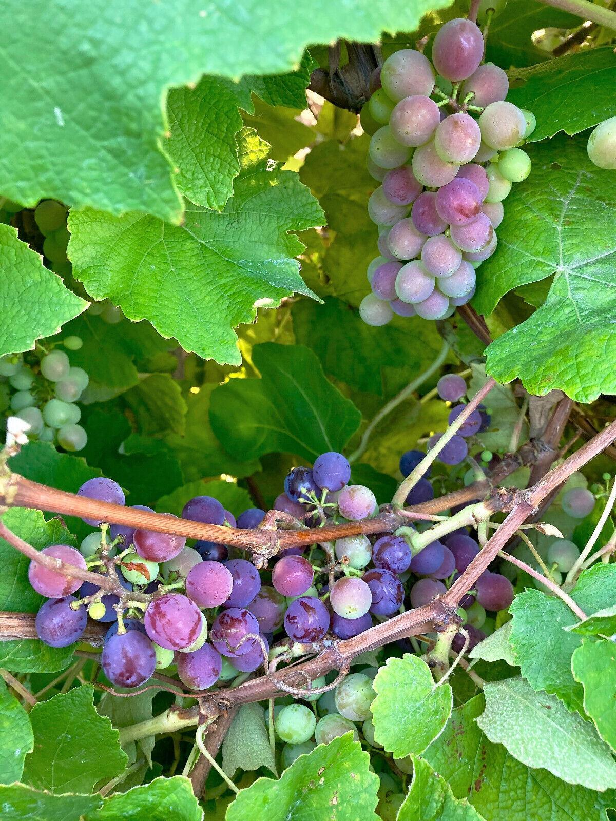 10 Concord Grape Seeds - Seed World