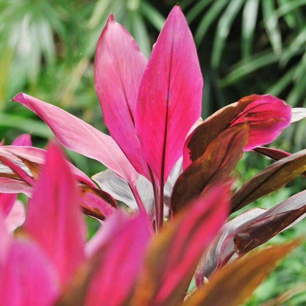 10 Cordyline Australis Purpurea Seeds - Seed World