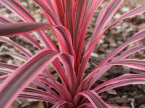 10 Cordyline Australis Purpurea Seeds - Seed World