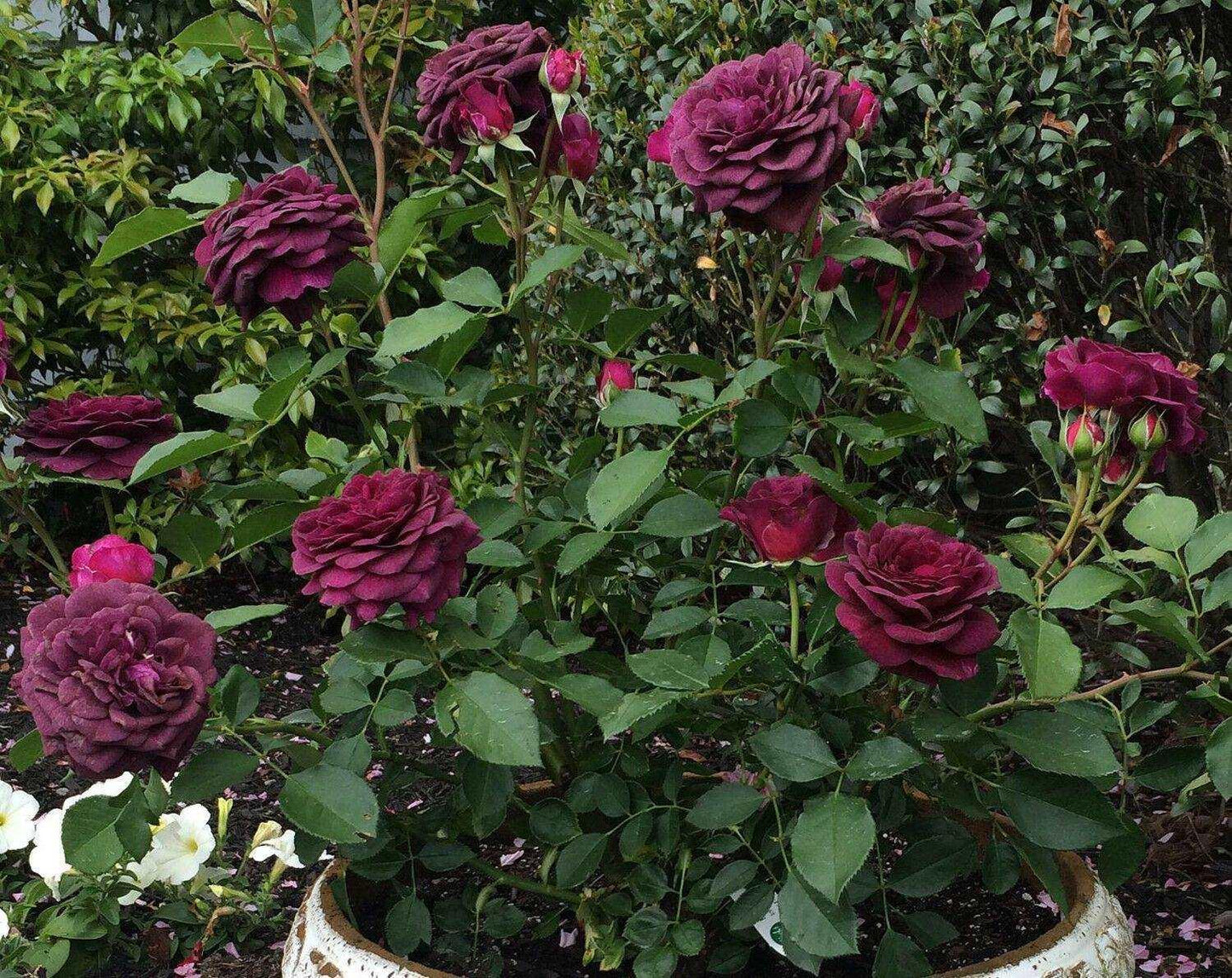 10 Dark Purple Rose Seeds - Seed World