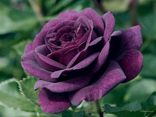 10 Dark Purple Rose Seeds - Seed World