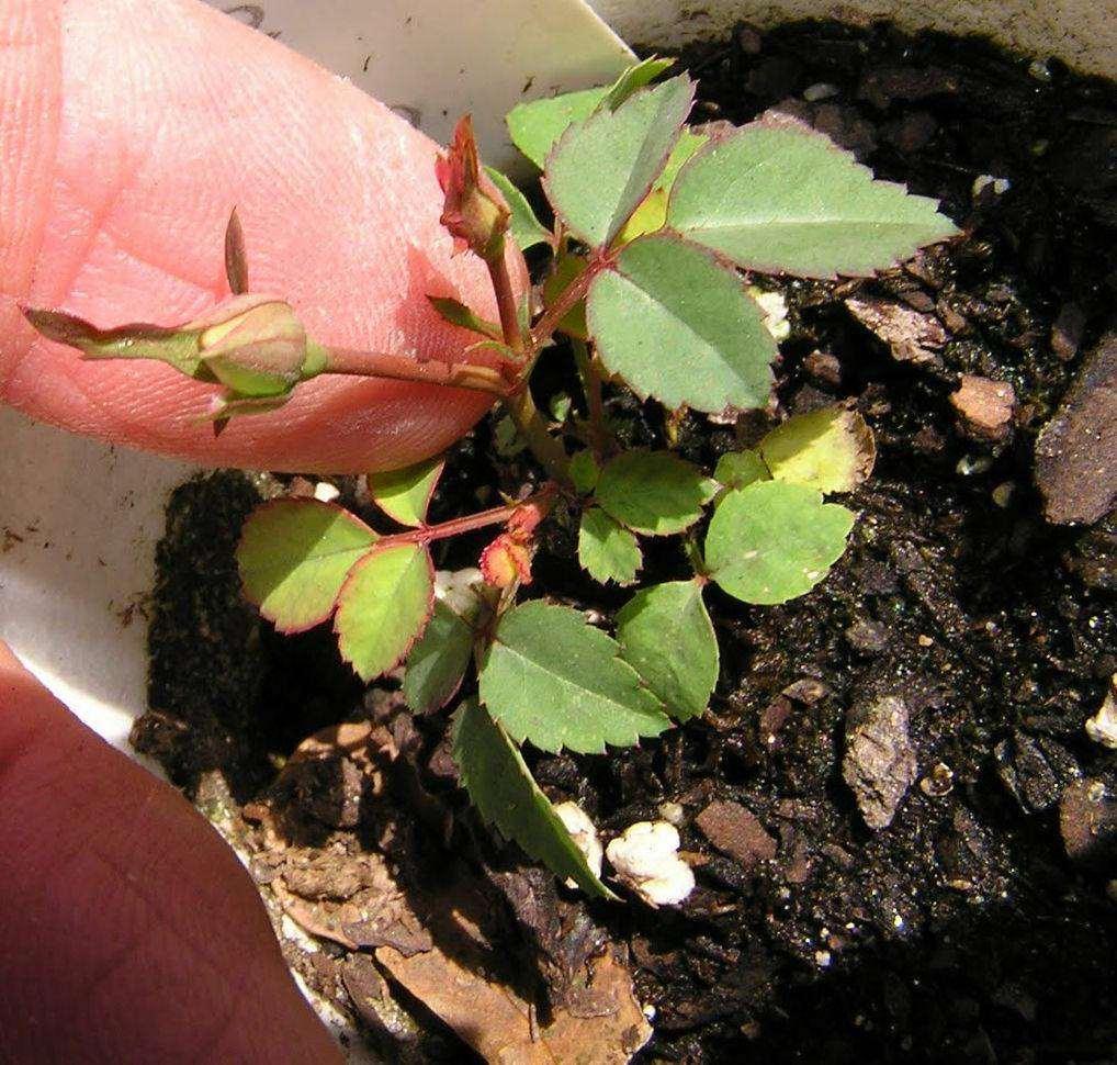 10 Dark Purple Rose Seeds - Seed World