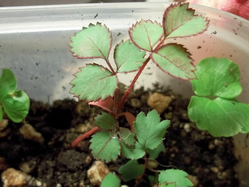 10 Dark Purple Rose Seeds - Seed World