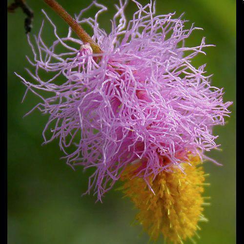 Close-up of a pink and yellow flower with a blurred green background