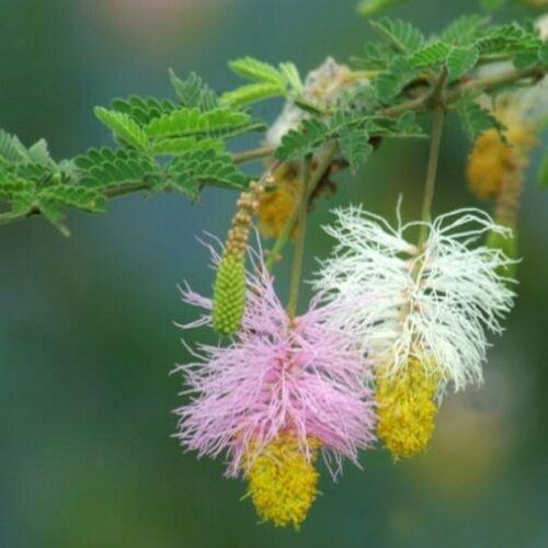 Close-up of a branch with pink, yellow, and white flowers against a blurred green background