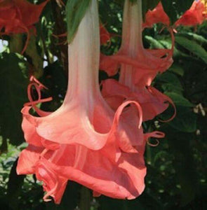 10 Double Pink Angel Trumpet Seeds - Seed World