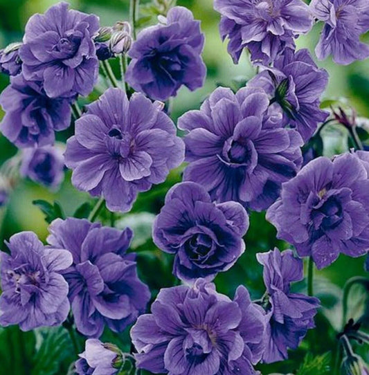 10 Double Purple Geranium Seeds - Seed World